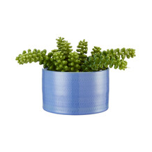 Vetplant in Blauwe Pot