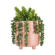 Plant in pot