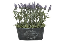 FI4701 TK MAXX lavendel 8877