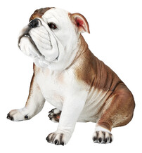 bulldog