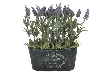 FI4701 TK MAXX lavendel 8877